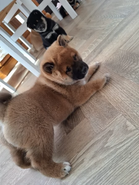 meravigliosi bellissimi cuccioli di shiba inu