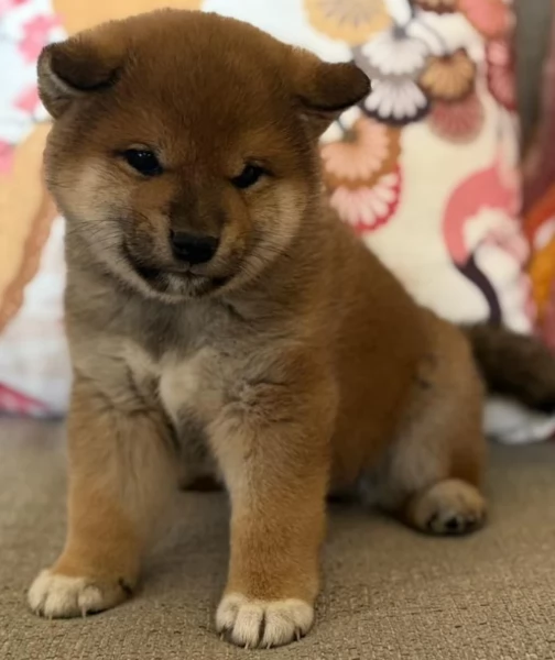 meravigliosi bellissimi cuccioli di shiba inu
