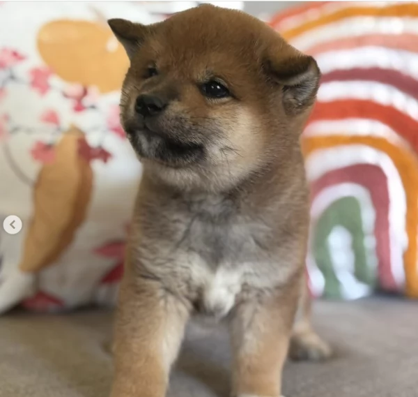 meravigliosi bellissimi cuccioli di shiba inu | Foto 6