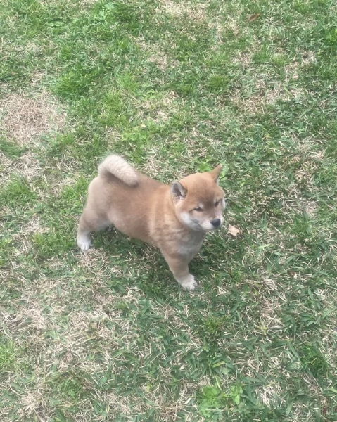 meravigliosi bellissimi cuccioli di shiba inu | Foto 3