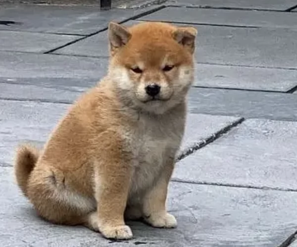 meravigliosi bellissimi cuccioli di shiba inu | Foto 1