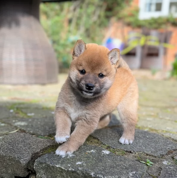 meravigliosi bellissimi cuccioli di shiba inu | Foto 6