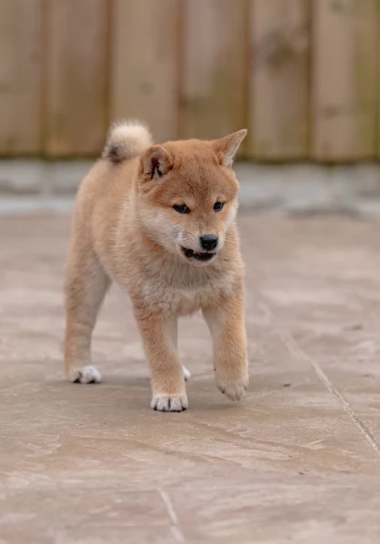 meravigliosi bellissimi cuccioli di shiba inu | Foto 5