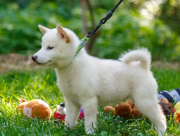 meravigliosi bellissimi cuccioli di shiba inu | Foto 3