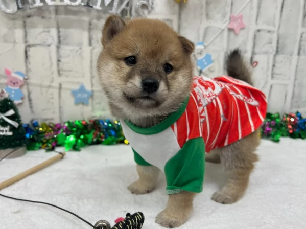 meravigliosi bellissimi cuccioli di shiba inu