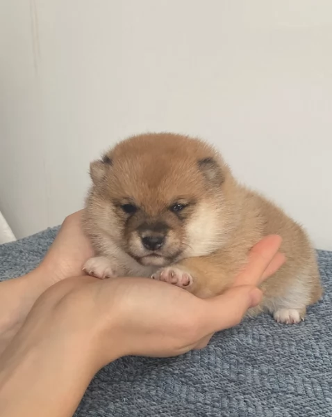meravigliosi bellissimi cuccioli di shiba inu | Foto 0
