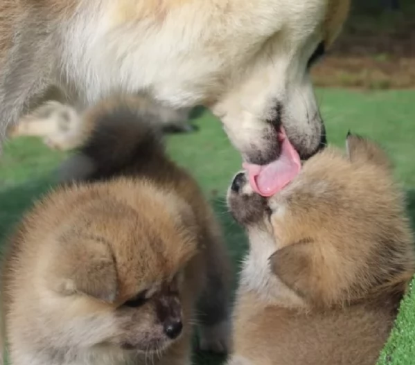 meravigliosi bellissimi cuccioli di shiba inu | Foto 5