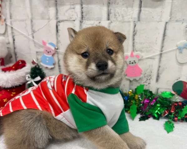 meravigliosi bellissimi cuccioli di shiba inu | Foto 3