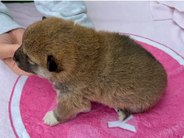 meravigliosi bellissimi cuccioli di shiba inu