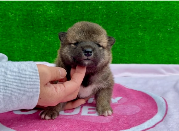 meravigliosi bellissimi cuccioli di shiba inu | Foto 2