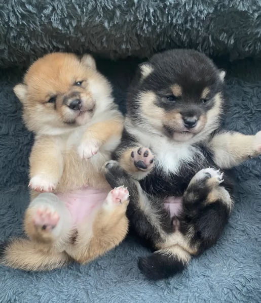 meravigliosi bellissimi cuccioli di shiba inu | Foto 1