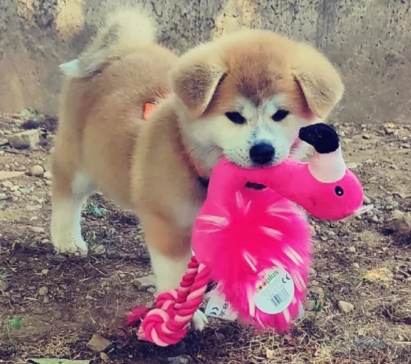 meravigliosi bellissimi cuccioli di shiba inu | Foto 0