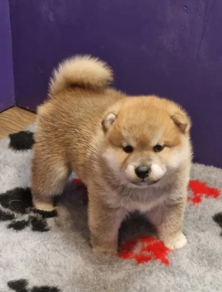 meravigliosi bellissimi cuccioli di shiba inu | Foto 3