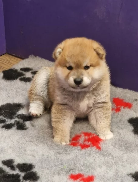 meravigliosi bellissimi cuccioli di shiba inu | Foto 1