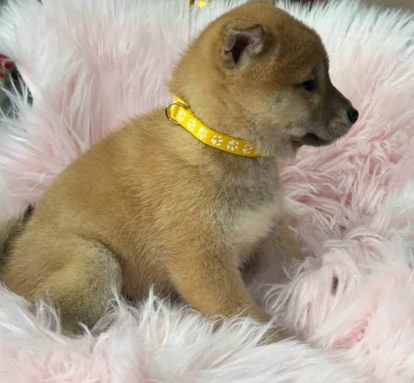 meravigliosi bellissimi cuccioli di shiba inu | Foto 0