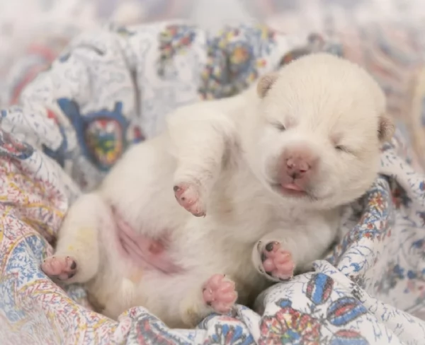meravigliosi bellissimi cuccioli di shiba inu | Foto 6