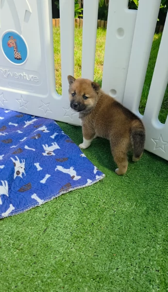 meravigliosi bellissimi cuccioli di shiba inu | Foto 5