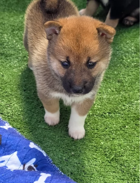 meravigliosi bellissimi cuccioli di shiba inu | Foto 4