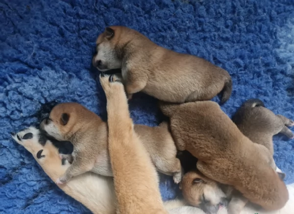 meravigliosi bellissimi cuccioli di shiba inu | Foto 1
