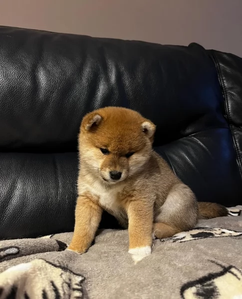 meravigliosi bellissimi cuccioli di shiba inu | Foto 0