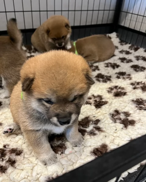 meravigliosi bellissimi cuccioli di shiba inu