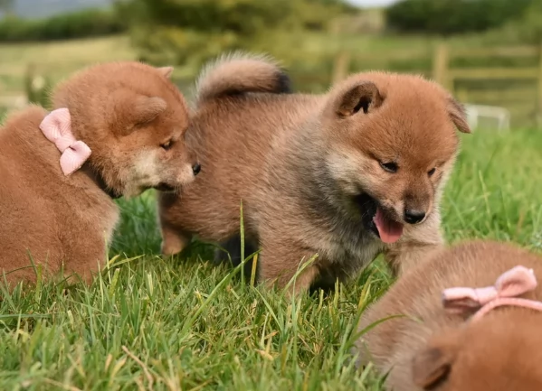 meravigliosi bellissimi cuccioli di shiba inu | Foto 6