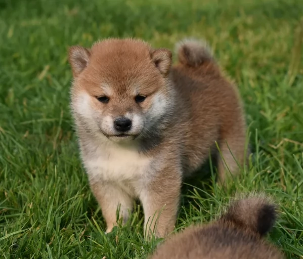 meravigliosi bellissimi cuccioli di shiba inu | Foto 1