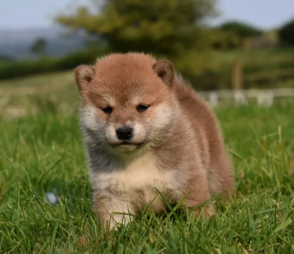 meravigliosi bellissimi cuccioli di shiba inu | Foto 0