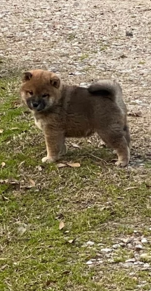 meravigliosi bellissimi cuccioli di shiba inu | Foto 6