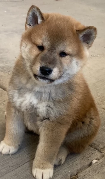 meravigliosi bellissimi cuccioli di shiba inu | Foto 5