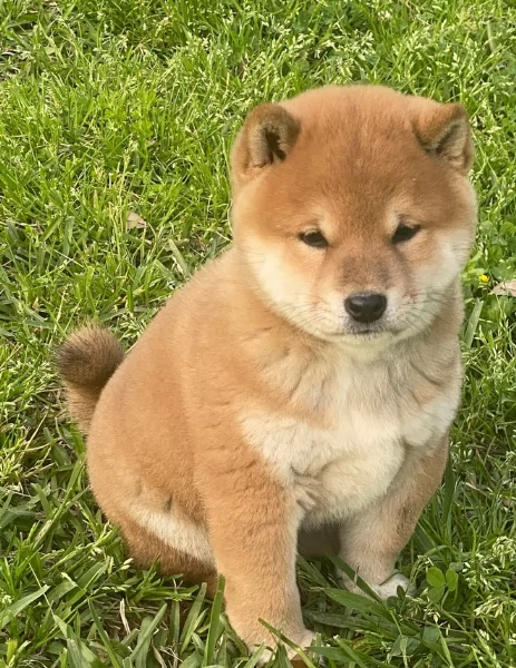 meravigliosi bellissimi cuccioli di shiba inu | Foto 4
