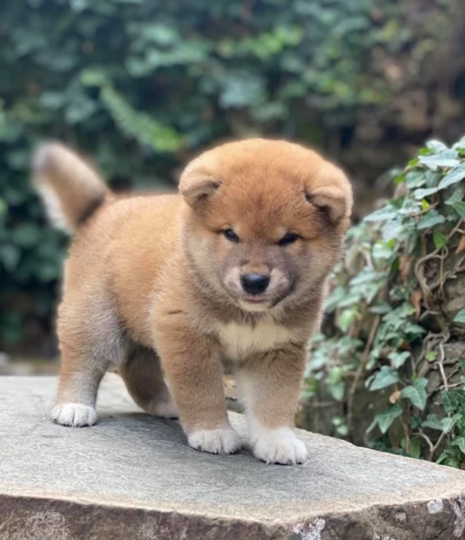meravigliosi bellissimi cuccioli di shiba inu