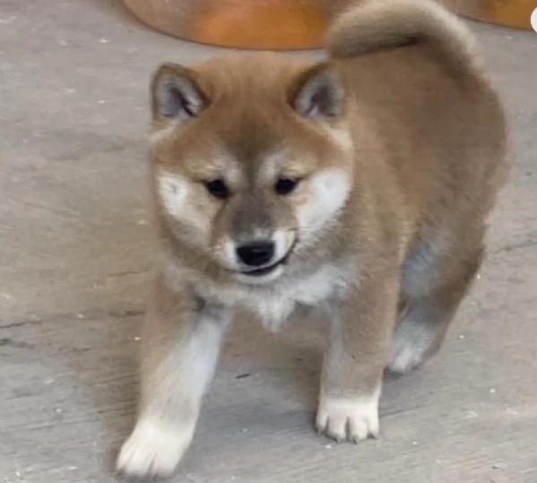 meravigliosi bellissimi cuccioli di shiba inu | Foto 3
