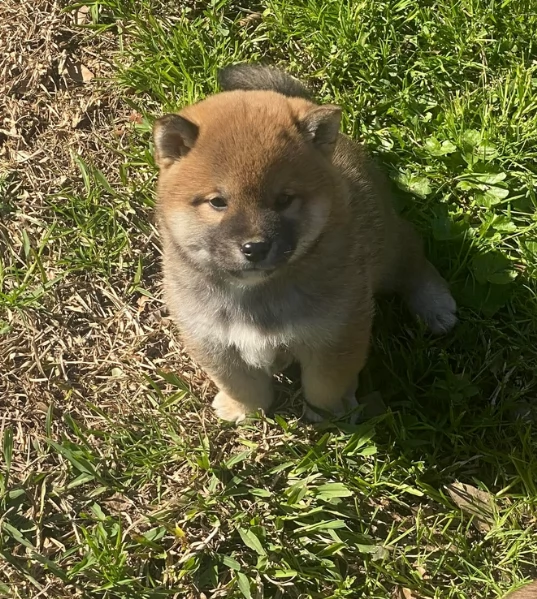 meravigliosi bellissimi cuccioli di shiba inu | Foto 1