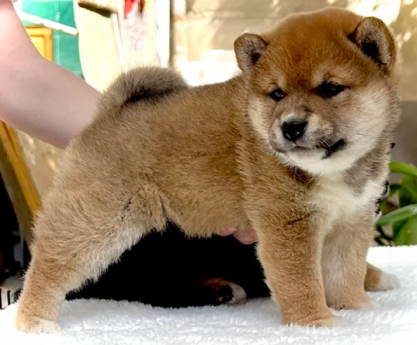 meravigliosi bellissimi cuccioli di shiba inu | Foto 0
