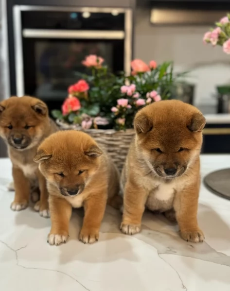 meravigliosi bellissimi cuccioli di shiba inu | Foto 2