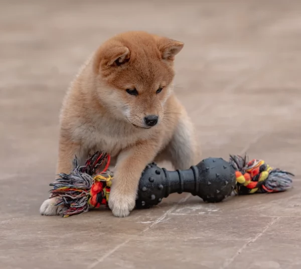 meravigliosi bellissimi cuccioli di shiba inu | Foto 0