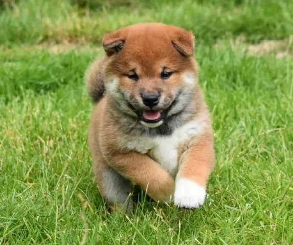 meravigliosi bellissimi cuccioli di shiba inu | Foto 4