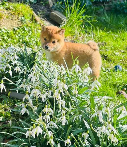 meravigliosi bellissimi cuccioli di shiba inu | Foto 3