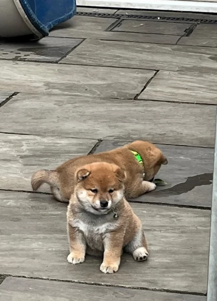 meravigliosi bellissimi cuccioli di shiba inu | Foto 0