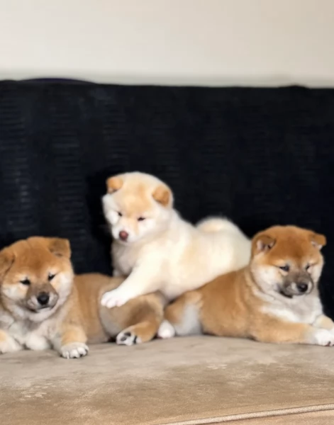 meravigliosi bellissimi cuccioli di shiba inu