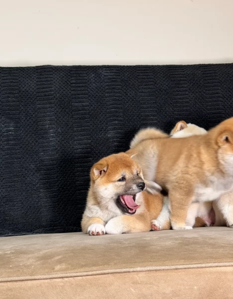 meravigliosi bellissimi cuccioli di shiba inu | Foto 3
