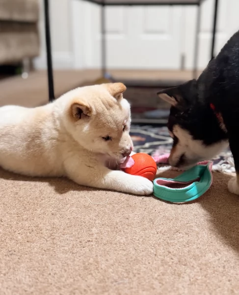 meravigliosi bellissimi cuccioli di shiba inu | Foto 2