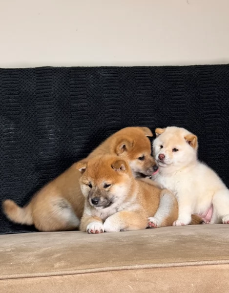 meravigliosi bellissimi cuccioli di shiba inu | Foto 1
