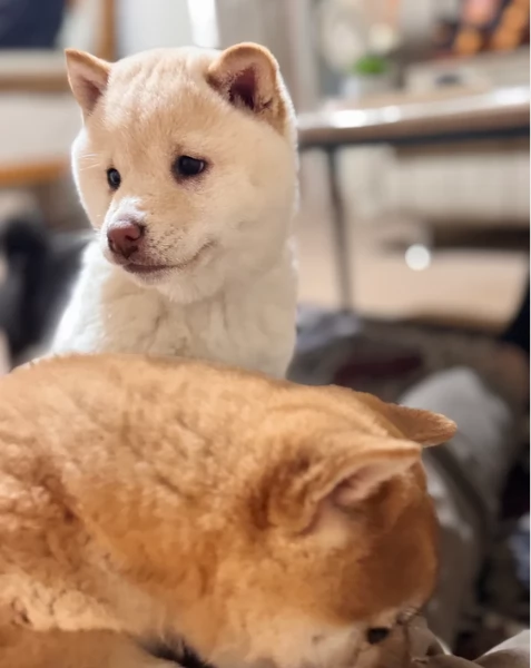 meravigliosi bellissimi cuccioli di shiba inu | Foto 0