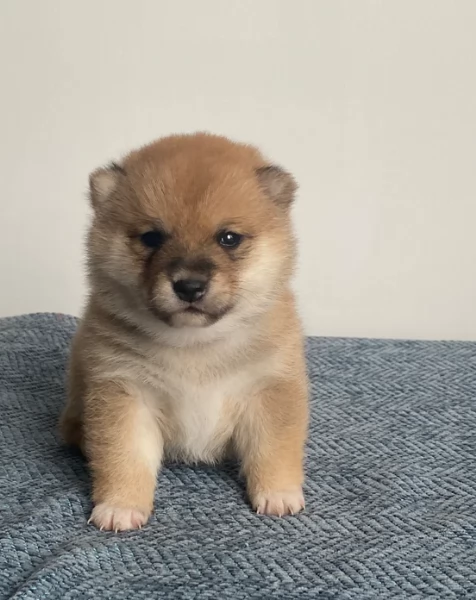 meravigliosi bellissimi cuccioli di shiba inu | Foto 6