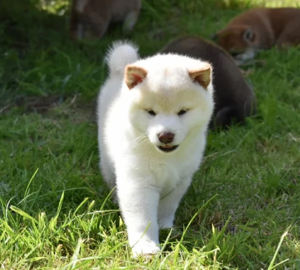 meravigliosi bellissimi cuccioli di shiba inu | Foto 5