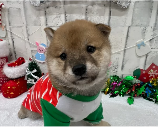 meravigliosi bellissimi cuccioli di shiba inu | Foto 2