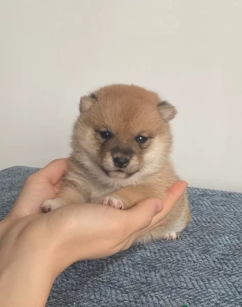 meravigliosi bellissimi cuccioli di shiba inu | Foto 1