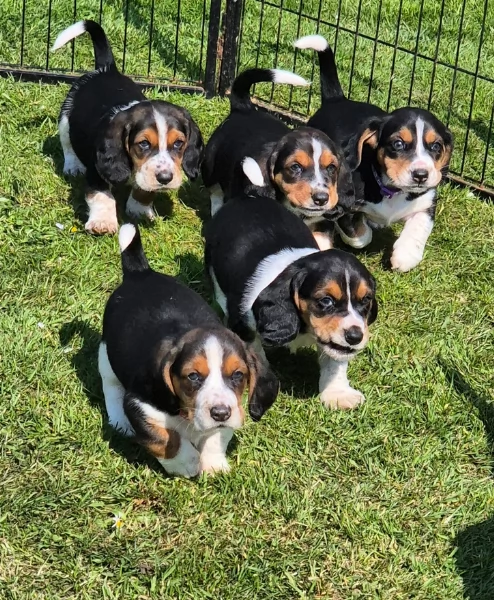 meravigliosi bellissimi cuccioli di bassethound 